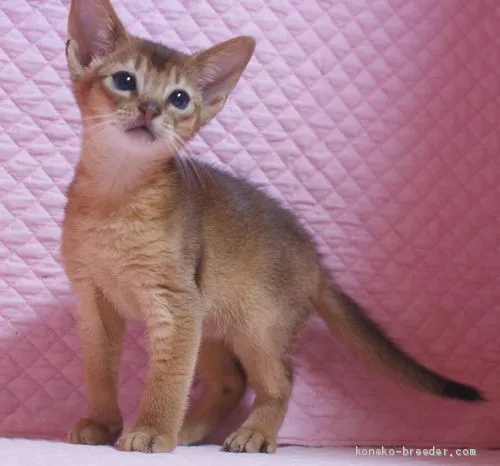 ID:1905-00378の子猫