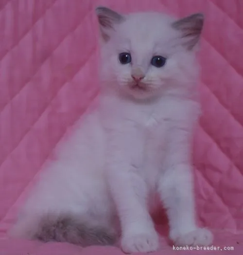 ID：2105-00491の子猫