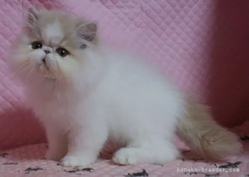 ID：1702-00078の子猫