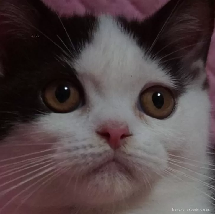 apricot 様のお迎えした子猫