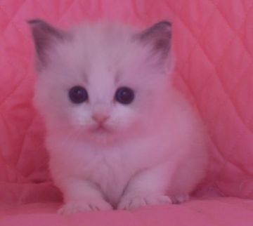 ラグドール【静岡県・女の子・2021年2月26日・ブルーポイントバイカラー】の写真「瞳の大きな可愛い女の子」