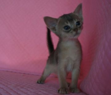 アビシニアン【静岡県・女の子・2016年6月1日・ブルー】の写真「瞳が大きなかわいい女の子」