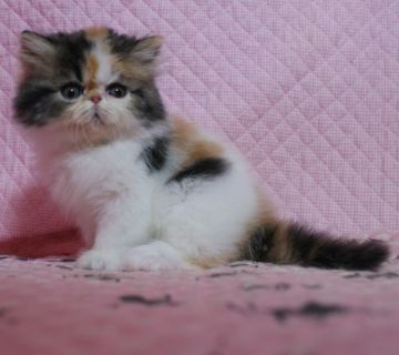 ペルシャ【静岡県・女の子・2015年11月27日・キャリコ】の写真「エキゾチックロングヘアー」