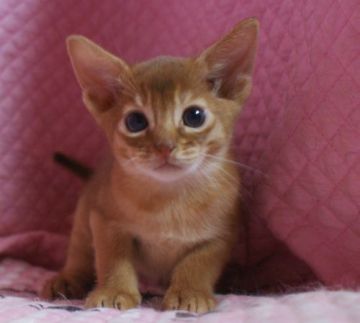 アビシニアン【静岡県・女の子・2016年9月27日・レッド】の写真「瞳が大きなかわいい女の子」