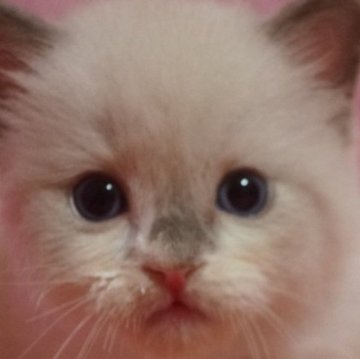 ラグドール【静岡県・男の子・2024年9月1日・ブルーポイントバイカラー】の写真「大きな瞳　可愛い男の子」
