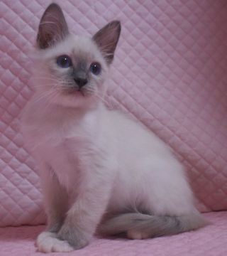 ラグドール【静岡県・男の子・2020年12月25日・ブルーポイントミテッド】の写真「大きな瞳のかわいい坊や」