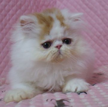 ペルシャ【静岡県・男の子・2016年12月16日・レッド&ホワイト】の写真「エキゾチックロングヘアー」