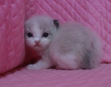 ラグドール【静岡県・男の子・2015年11月27日・シールポイントバイカラー】の写真「瞳が大きなかわいい男の子」