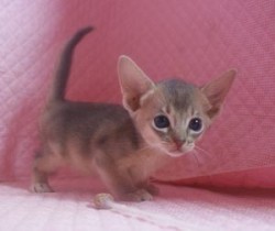 アビシニアン【静岡県・男の子・2013年7月23日・ブルー】の写真「綺麗なブルーのからーです。瞳も耳も大きく美男子くん」