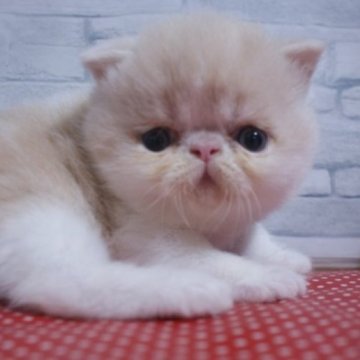 エキゾチックショートヘア【静岡県・男の子・2023年4月15日・クリーム&ホワイト】の写真「可愛い坊や💕」