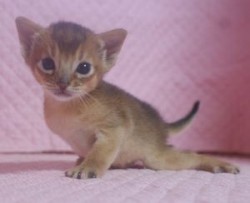 アビシニアン【静岡県・男の子・2013年10月31日・ルディ】の写真「瞳も耳も大きいかわいい坊や」