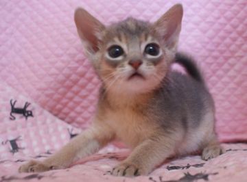 アビシニアン【静岡県・男の子・2016年9月30日・ブルー】の写真「瞳が大きなかわいい男の子」