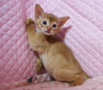 アビシニアン【静岡県・男の子・2017年2月19日・レッド】の写真「かわいい赤い坊や」