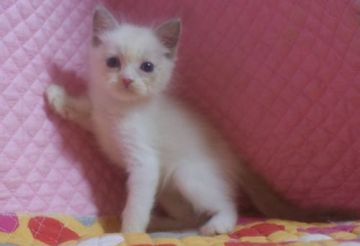 ラグドール【静岡県・男の子・2015年7月26日・ブルーポイントバイカラー】の写真「瞳が大きなかわいい男の子」