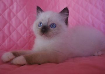 ラグドール【静岡県・男の子・2021年2月7日・シールポイントミテッド】の写真「丸顔のかわいい男の子」