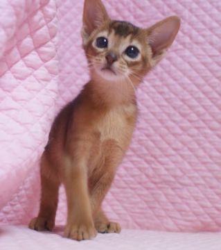 アビシニアン【静岡県・男の子・2020年3月8日・ルデイ】の写真「瞳が大きなかわいい坊や」
