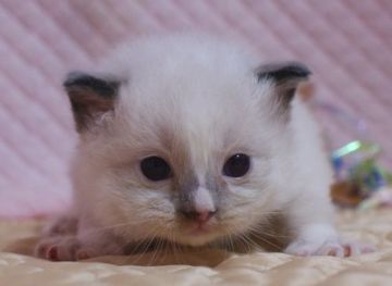 ラグドール【静岡県・女の子・2022年3月11日・シールポイントミテッド】の写真「大きな瞳　白いブレーズがきれいな女の子」