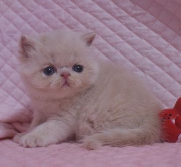 エキゾチックショートヘア【静岡県・女の子・2021年7月18日・クリームタビー】の写真「鼻ぺちゃのかわいい女の子」