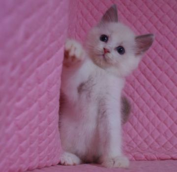 ラグドール【静岡県・男の子・2016年5月19日・ブルーポイントバイカラー】の写真「丸顔のかわいい男の子」