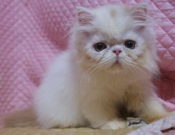 ペルシャ【静岡県・女の子・2018年7月26日・クリーム&ホワイト】の写真「淡いいろあいの可愛い女の子」