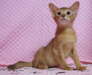 アビシニアン【静岡県・男の子・2016年6月24日・レッド】の写真「瞳が大きなかわいい男の子」