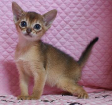 アビシニアン【静岡県・女の子・2016年8月9日・ルディ】の写真「瞳が大きなかわいい女の子」