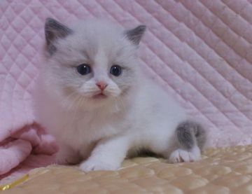 ラグドール【静岡県・男の子・2022年4月3日・ブルーポイントバイカラー】の写真「大きな瞳　丸顔のかわいい男の子」