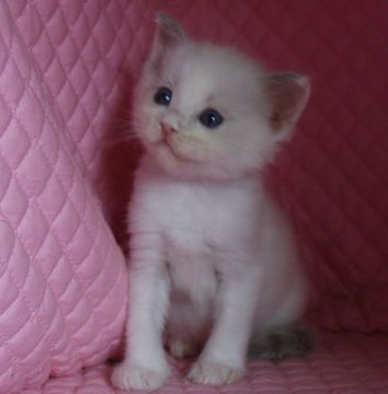 ラグドール【静岡県・男の子・2015年9月8日・ブルーポイントバイカラー】の写真「瞳が大きなかわいい男の子」