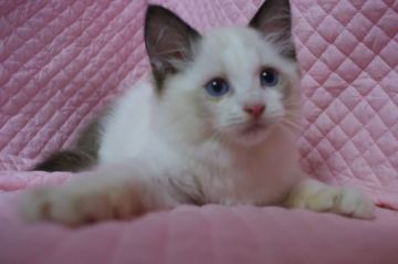 ラグドール【静岡県・男の子・2017年4月26日・シールポイントバイカラー】の写真「ハチワレ模様が綺麗な可愛い男の子」