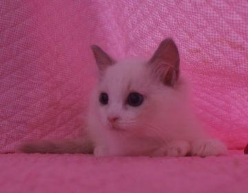 ラグドール【静岡県・男の子・2015年8月8日・ブルーポイントバイカラー】の写真「瞳が大きなかわいい男の子」