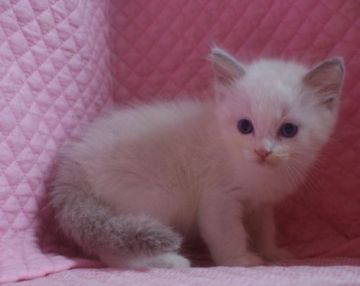 ラグドール【静岡県・男の子・2015年7月13日・ブルーポイントバイカラー】の写真「瞳が大きなかわいい男の子」