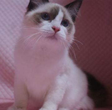 ラグドール【静岡県・男の子・2020年11月22日・シールポイントバイカラー】の写真「瞳の大きな可愛い坊や」