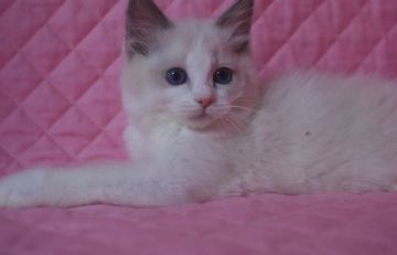 ラグドール【静岡県・女の子・2021年2月26日・ブルーポイントバイカラー】の写真「瞳の大きな可愛い女の子」