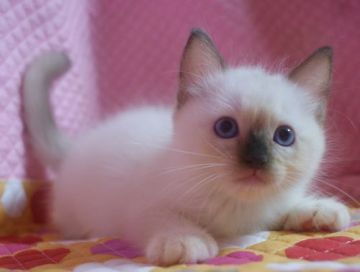 ラグドール【静岡県・男の子・2015年6月30日・シールポイントミテッド】の写真「瞳が大きなかわいい男の子」