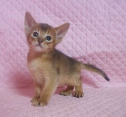 アビシニアン【静岡県・女の子・2013年7月23日・ルディ】の写真「瞳も耳も大きい美人さん」