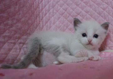 ラグドール【静岡県・男の子・2016年4月13日・ブルーポイントバイカラー】の写真「丸顔のかわいい男の子」