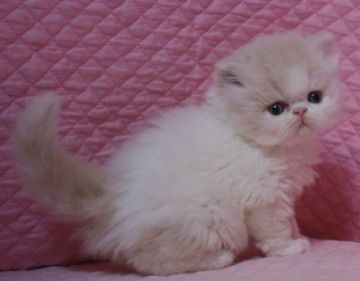 ペルシャ【静岡県・男の子・2018年1月19日・クリーム&ホワイト】の写真「エキゾチックロングヘア」