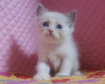 ラグドール【静岡県・男の子・2015年7月26日・ブルーポイントバイカラー】の写真「瞳が大きなかわいい男の子」