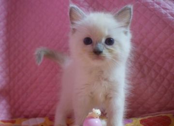 ラグドール【静岡県・女の子・2015年7月26日・ブルーポイントミテッド】の写真「瞳が大きなかわいい女の子」