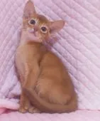 アビシニアン【静岡県・女の子・2021年4月5日・レッド】の写真1