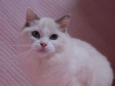 ラグドール【・女の子・2021年7月7日・ブルークリームポイントバイカラー】