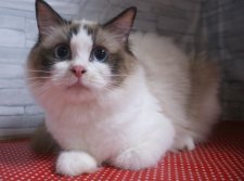 ラグドール【・女の子・2022年3月11日・シールポイントバイカラー】