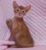 アビシニアン【静岡県・女の子・2021年4月5日・レッド】の写真2