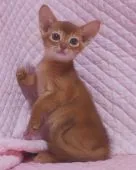 アビシニアン【静岡県・女の子・2021年4月5日・レッド】の写真5