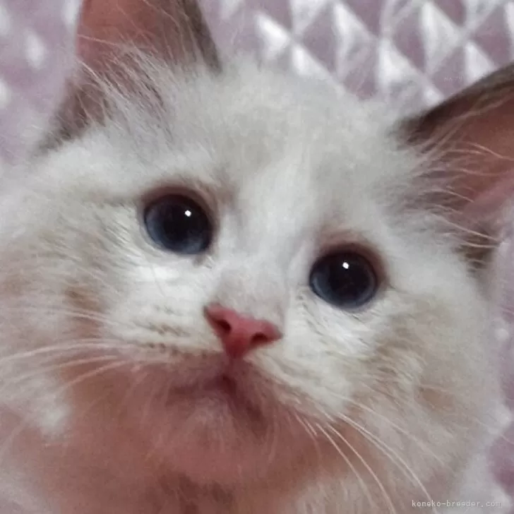 ラグドール【静岡県・女の子・2025年3月17日・ブルークリームポイントバイカラー】の写真1