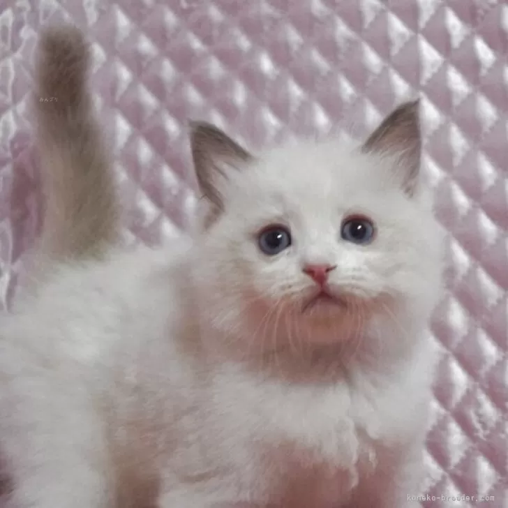 ラグドール【静岡県・男の子・2025年8月5日・ブルーポイントバイカラー】の写真1