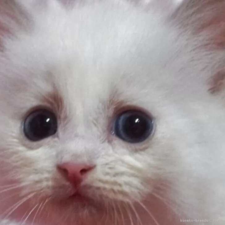 ラグドール【静岡県・男の子・2025年8月5日・ブルーポイントバイカラー】の写真1