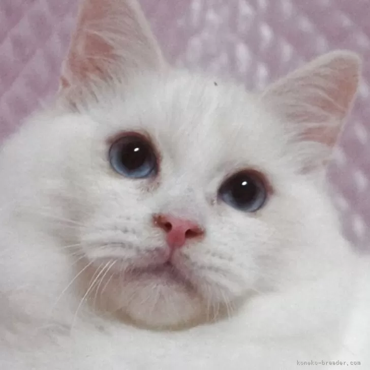 ラグドール【静岡県・男の子・2025年5月15日・クリームポイントバイカラー】の写真1