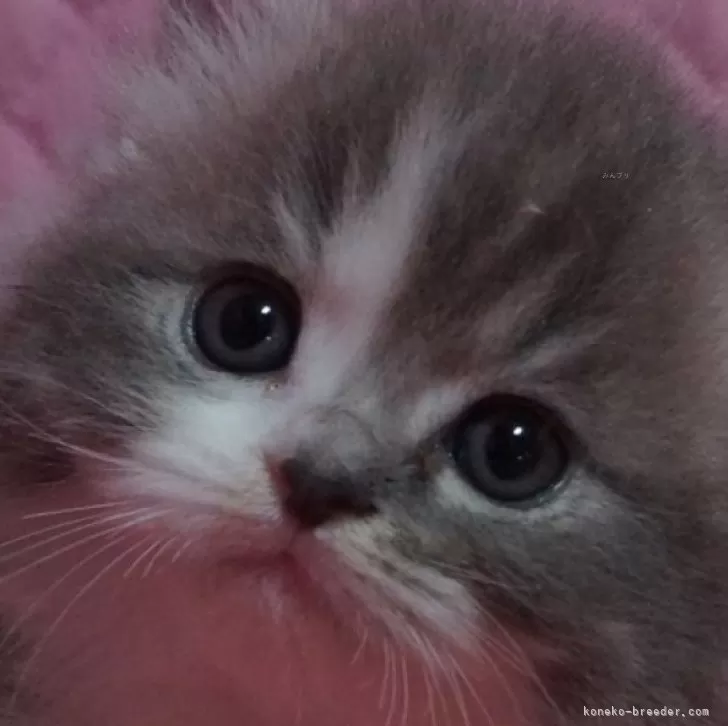 ID：2503-00675の子猫