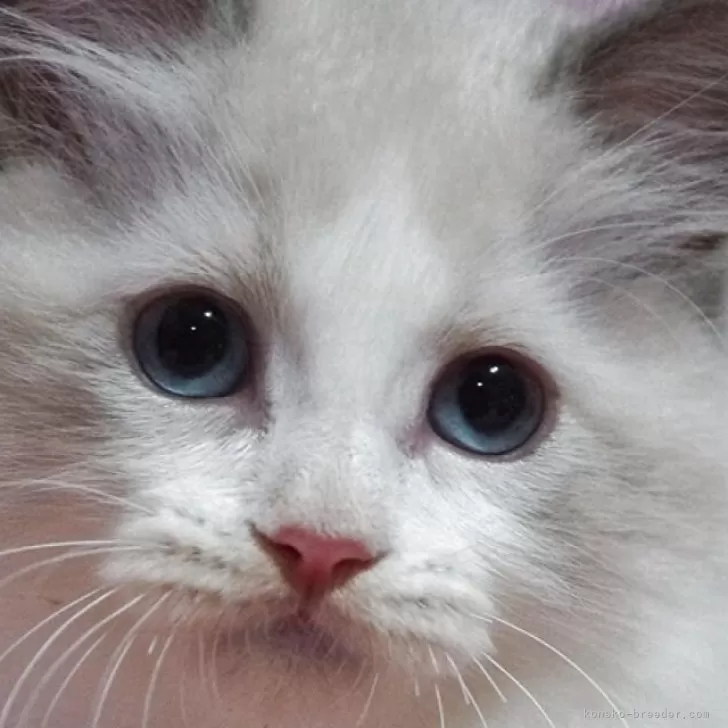 ID:2504-02189の子猫